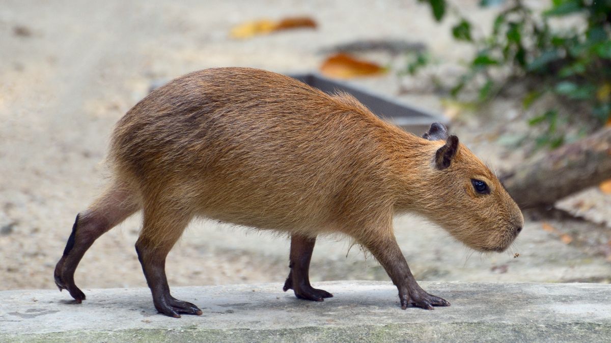 子どもに大人気のカピバラに会える大阪の動物園。触ったりエサやりなど