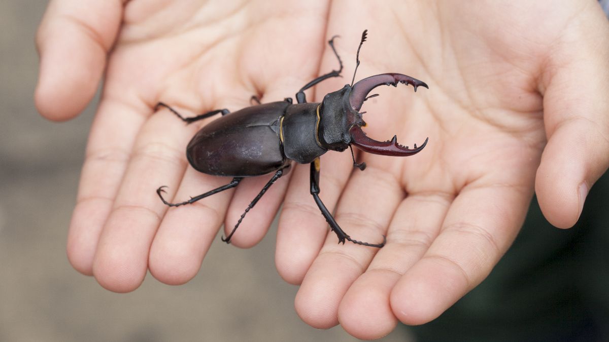 手作りのクワガタ 手作りのクワガタ ペーパークラフト ダンボール工作 昆虫 クワガタ