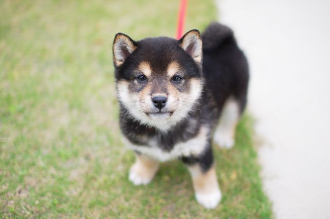 一人っ子 コレクション ペット を 飼う