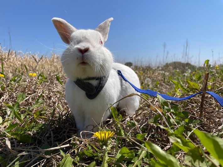 どうぶつふれあい広場&うさんぽ広場