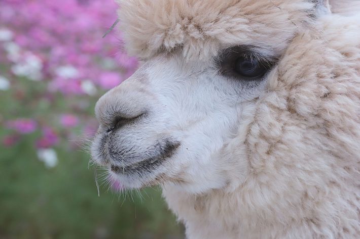 もこもこアニマルパーク