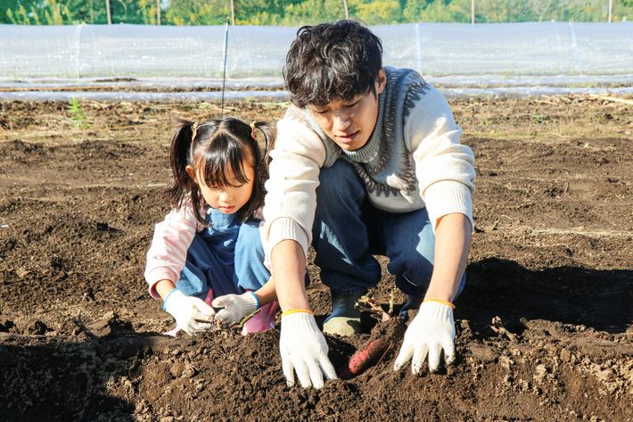 親子でさつまいも掘り