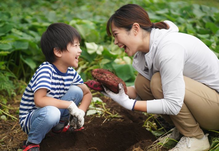 さつまいも堀りをする親子