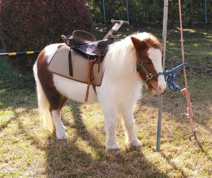 ポニー乗馬体験&かわいい小動物ふれあい広場