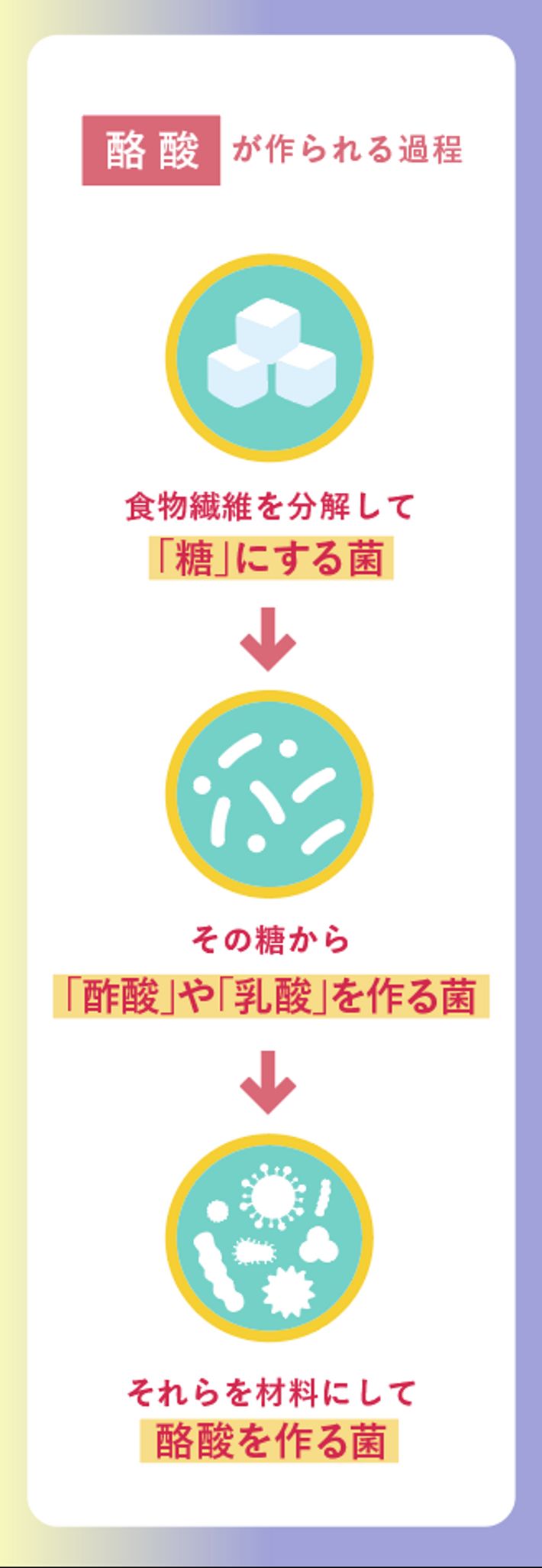 酪酸が作られる過程