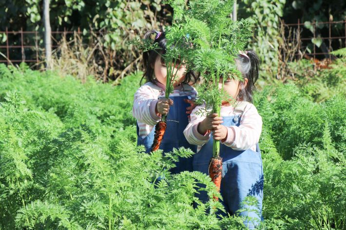 にんじんを収穫