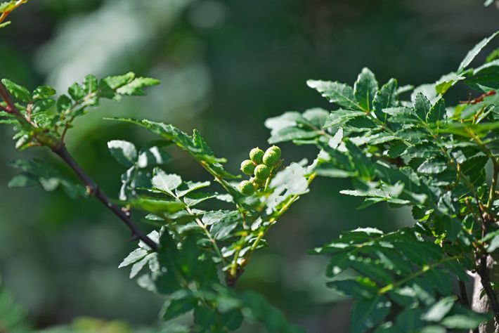 サンショウの写真