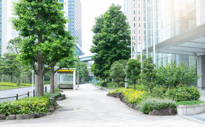 街路樹のイメージ写真